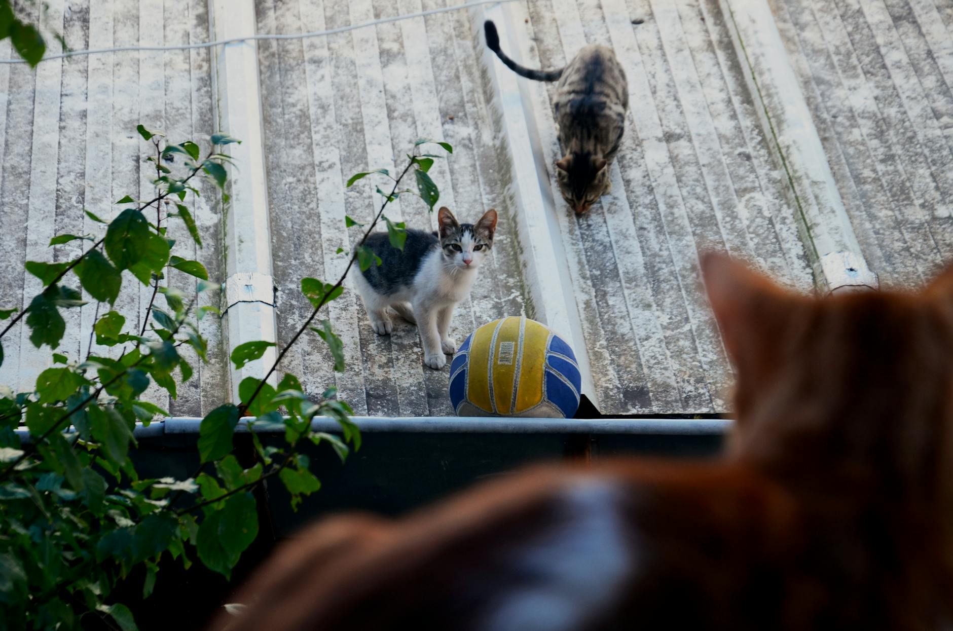 街のいたるところで出会える、屋根の上でのんびりと日向ぼっこをする愛らしい猫。
